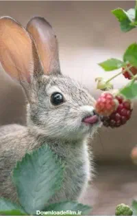 خرگوش