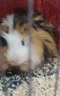 خوکچه هندی نر