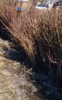نهال پیوندی اصلاح شده گلدانی،موندراپ گلدانی
