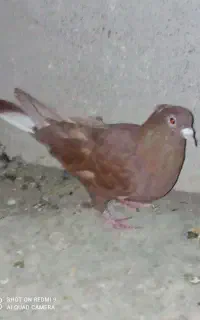 دمسفید