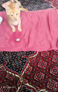 واگذار