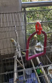 عروس هلندی ماده