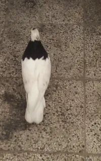 سلام دوستان