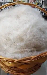 ۲۴ کیلو پشم گوسفند حلاجی شده آماده مخصوص تشک