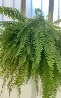 گل سرخس