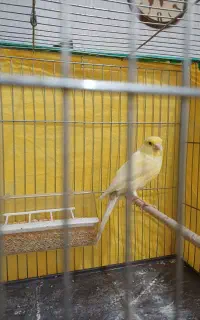 قناری ماده