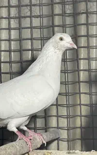 کفتر اصیل به شرط پرش