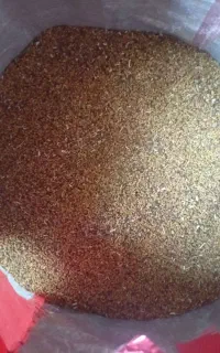 سلام بذر یونجه ایرانشهری پابلند قد یک متر بیست
