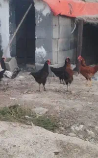 با سلام  فروش 16عدد جوجه محلی