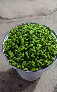فلفل خوراکی