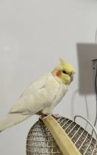 عروس هلندی ماده