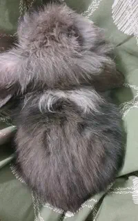 خرگوش نژاد لوپ خارجی