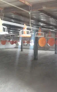 کارگر مرغداری