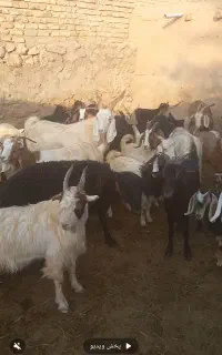 بز بزغاله
