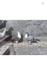 فروش کفتر ساده