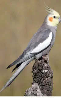 عروس هلندی