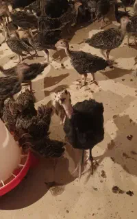 جوجه بوقلمون ارگانیک/سنگین وزن