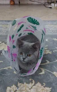بریتیش ماده