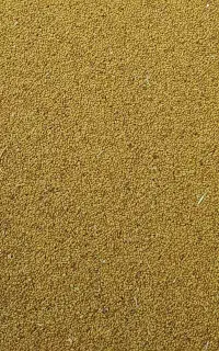 بذریونجه