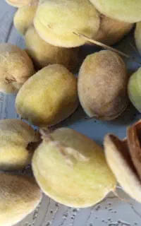 پسته بادام آجیلی پوسته بسیارنازک