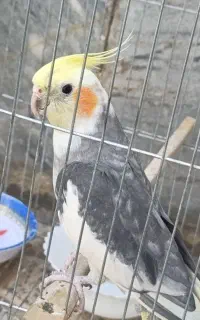 عروس هلندی گم کردم