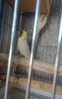 عروس