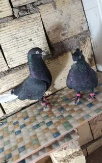 کفتر جفتی عتیقه