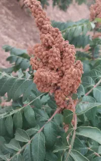 سماق درجه ۱ سردشت