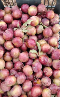 الو کوهی  شکرپاره