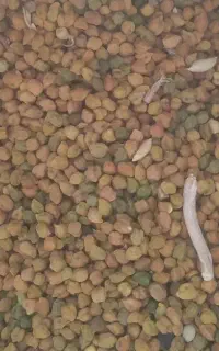 نخود قرمز