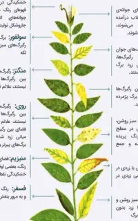 استخدام در گلخانه