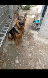 ژرمن نر