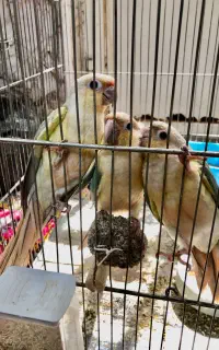 پرنده زینتی طوطی گرینچیک