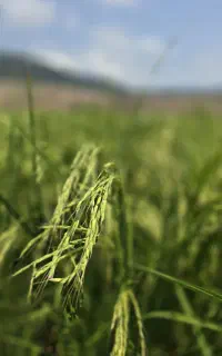 برنج طارم هاشمی درجه یک مازندران
