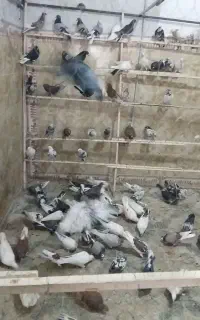 کبوتر فروشی برهان بارجدید
