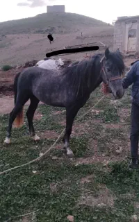 اسب نریان