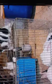 خرگوش