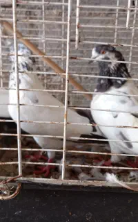کفتر کله سبز