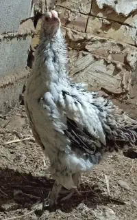 یک عدد جوجه مرغ برهما