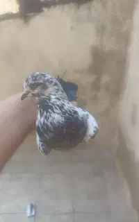 کفتر