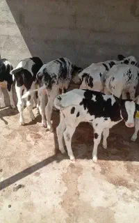 گوساله نروماده
