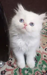 پرشین اصیل و زیبا