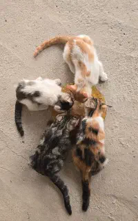 واگذاری بچه گربه