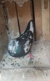 حدود ۲۰ عدد کبوتر فروشی فوری