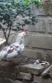 خانواده گلین های زیبا