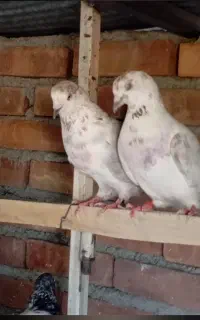 چهل کبوتر کبکی