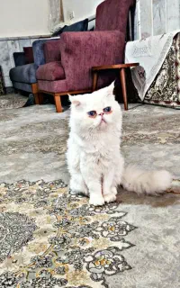 گربه پرشین