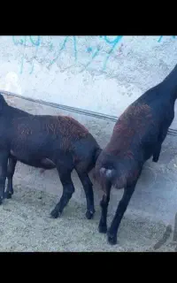 نژاد اصیل ایرانی گوسفند دنبه کم باسلامت جگر زنده