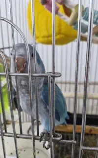 راهب ابی .جوجه راهب.راهب