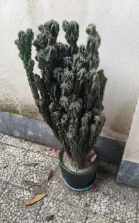 کاکتوس صخره ای با گلدان سرامیکی